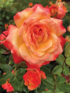 METEOR (floribunda)